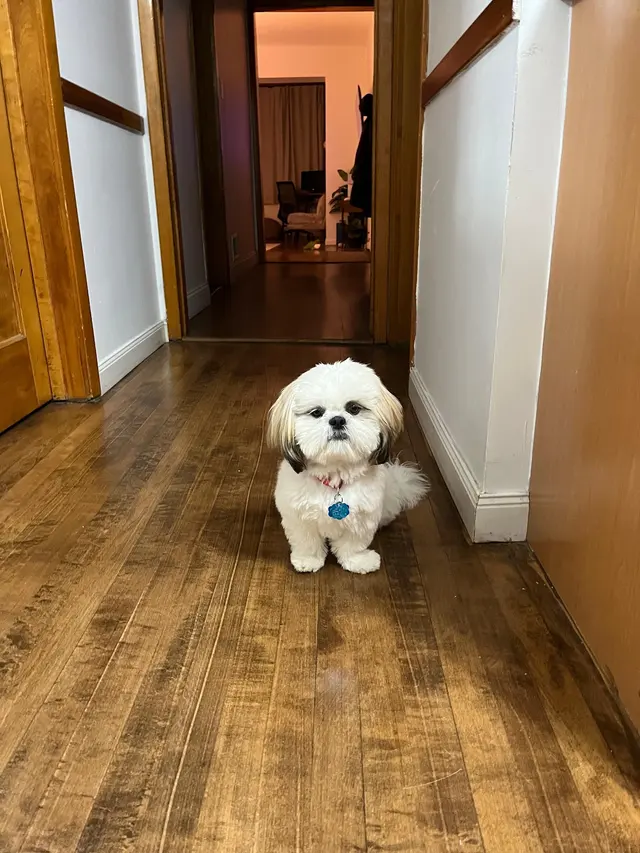 Pawsobilly The Best Grooming and Board — customer photo 7