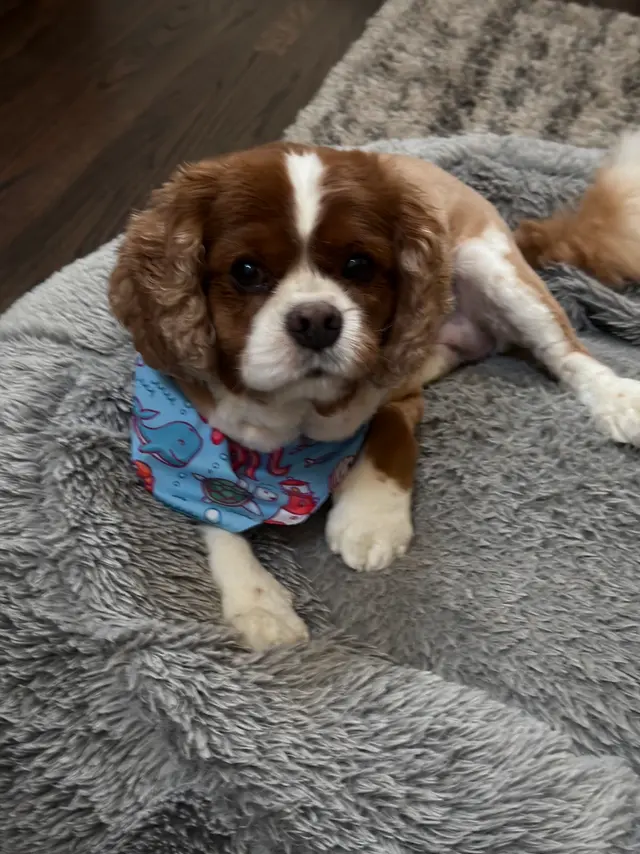 Customer photo of work by Pawsobilly The Best Grooming and Board, from Sim's review