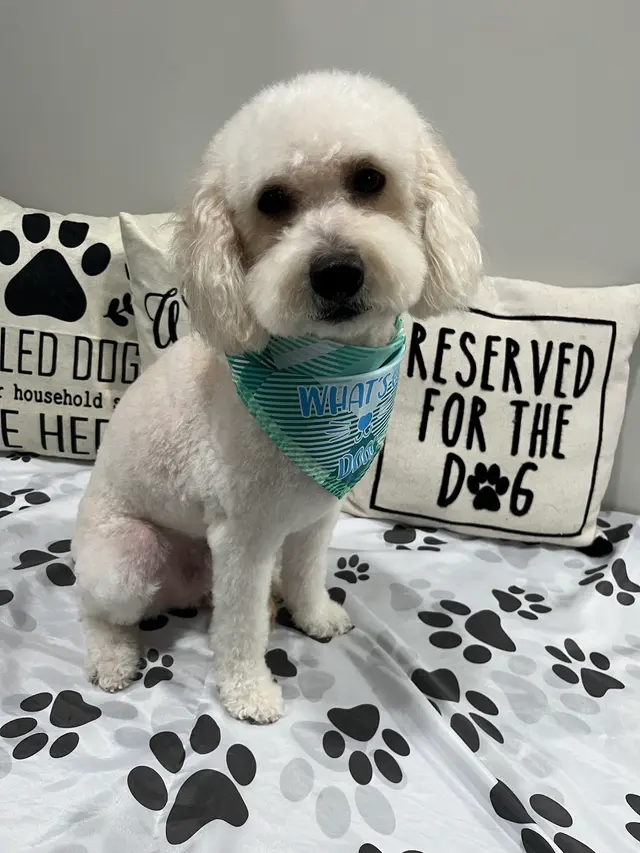 Pawsobilly The Best Grooming and Board — photo from the business 3