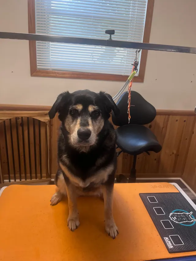 Pawsobilly The Best Grooming and Board — customer photo 12