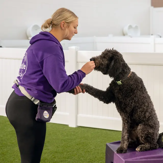 Central Bark Aurora Fox Valley — photo from the business 7