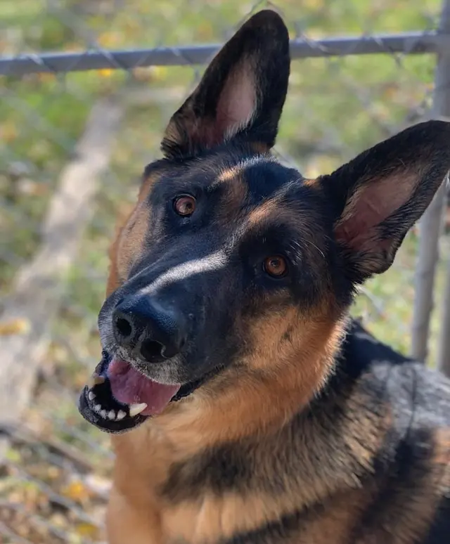 The Gold Leash Pet Hotel & Daycare — photo from the business 5