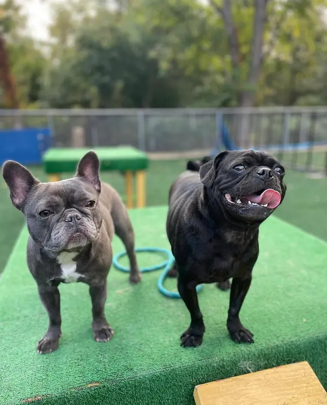 The Gold Leash Pet Hotel & Daycare — photo from the business 8