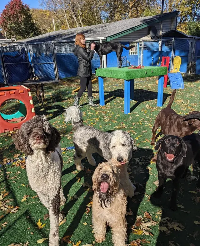 The Gold Leash Pet Hotel & Daycare — photo from the business 11