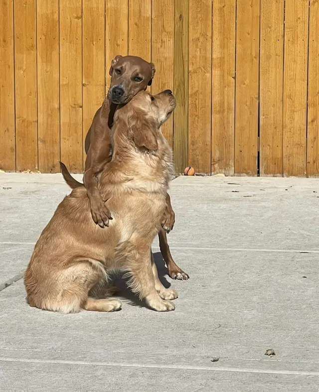 The Gold Leash Pet Hotel & Daycare — photo from the business 2
