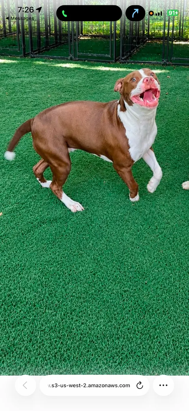Customer photo of work by The Gold Leash Pet Hotel & Daycare, from Randall Gillum's review