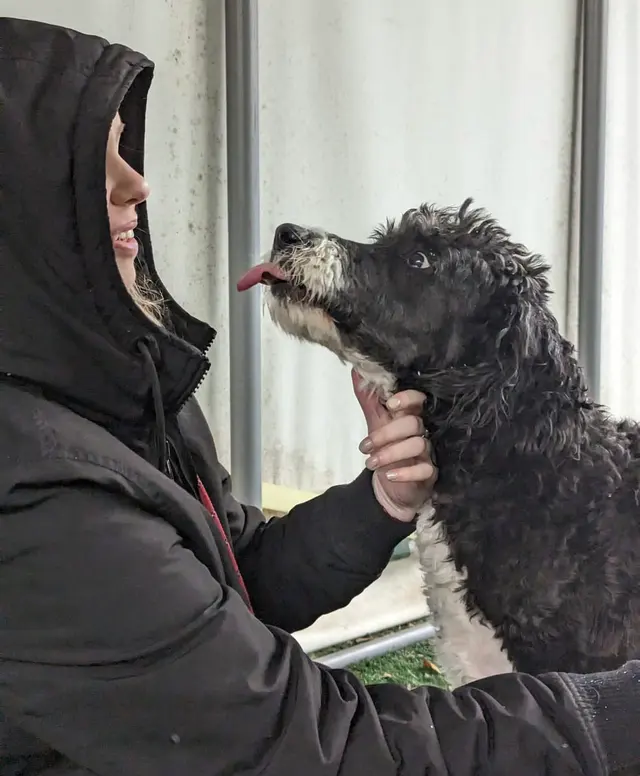 The Gold Leash Pet Hotel & Daycare — photo from the business 9