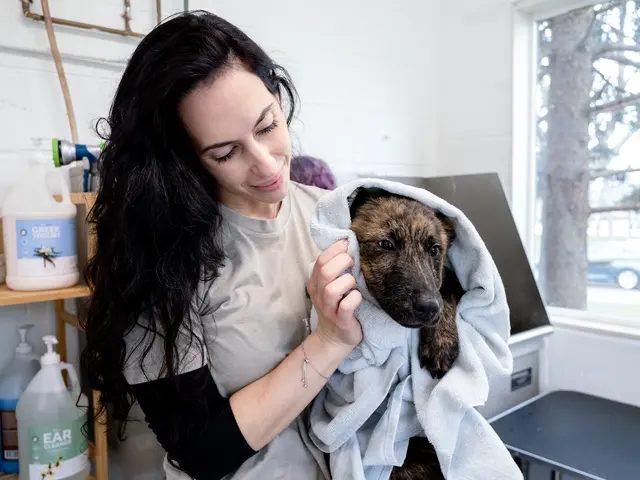 The Gold Leash Pet Hotel & Daycare — photo from the business 6