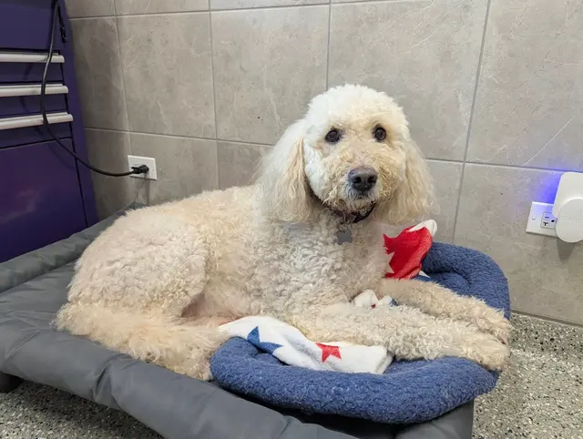 Pet Place — customer photo 9