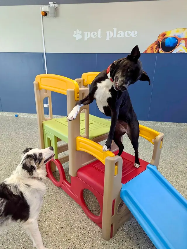 Pet Place — photo from the business 12