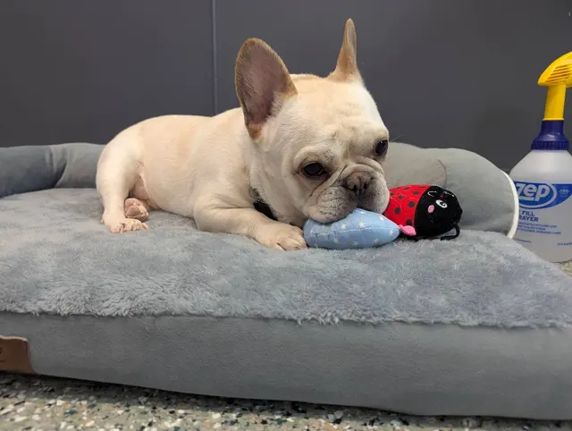 Pet Place — customer photo 7