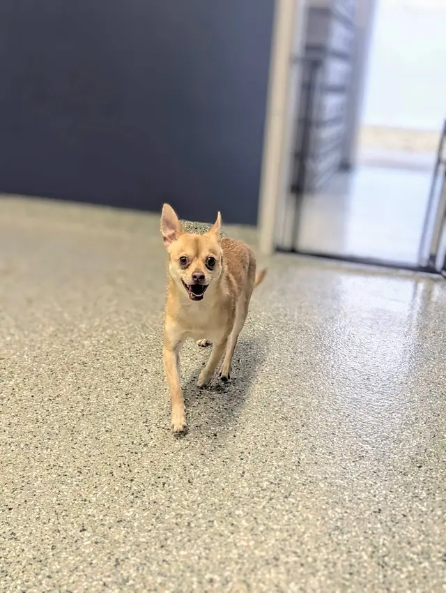 Pet Place — customer photo 10