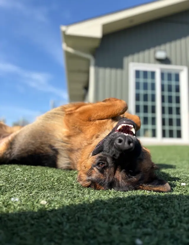 The Pets' Home — photo from the business 12