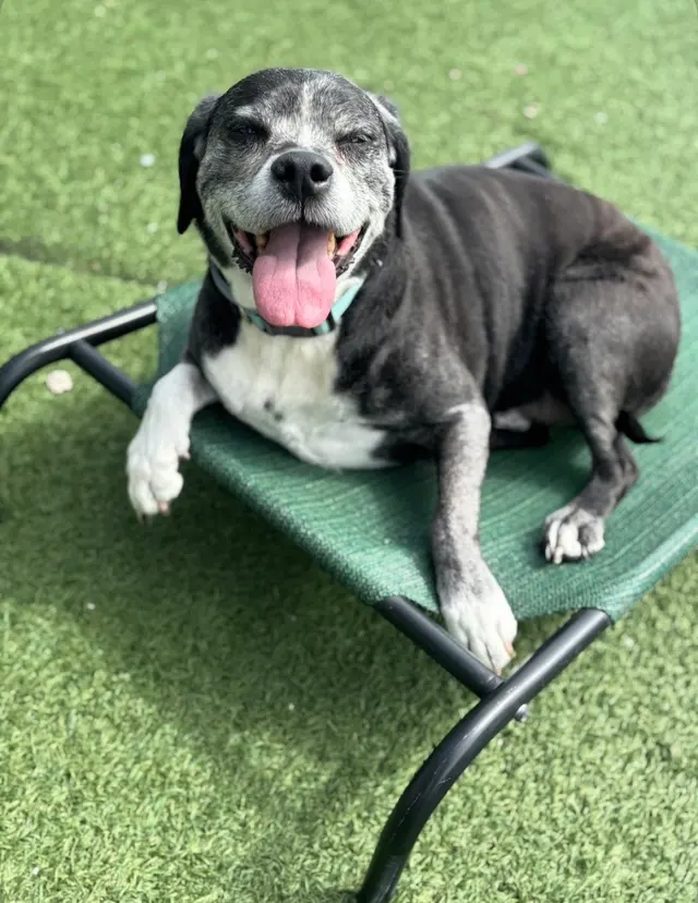 The Pets' Home — photo from the business 4