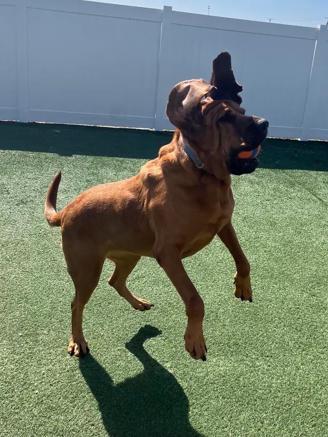 The Pets' Home — photo from the business 11