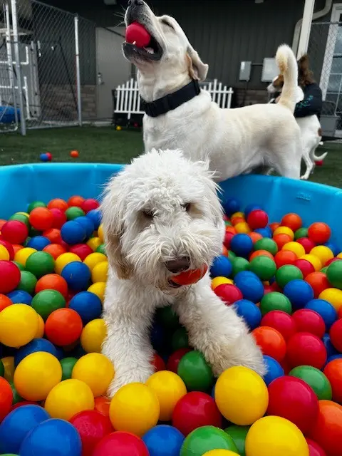 The Pets' Home — photo from the business 3