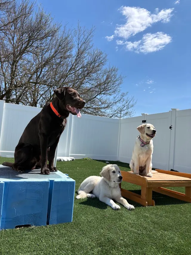 The Pets' Home — photo from the business 1