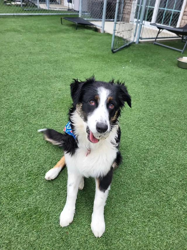 The Pets' Home — photo from the business 7