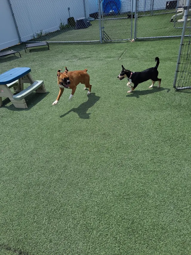 The Pets' Home — photo from the business 2