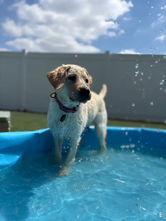 The Pets' Home — photo from the business 5