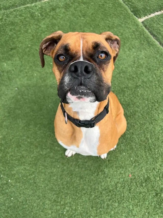 The Pets' Home — photo from the business 8