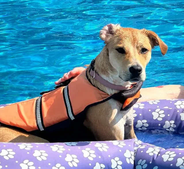 The Pets' Home — photo from the business 10