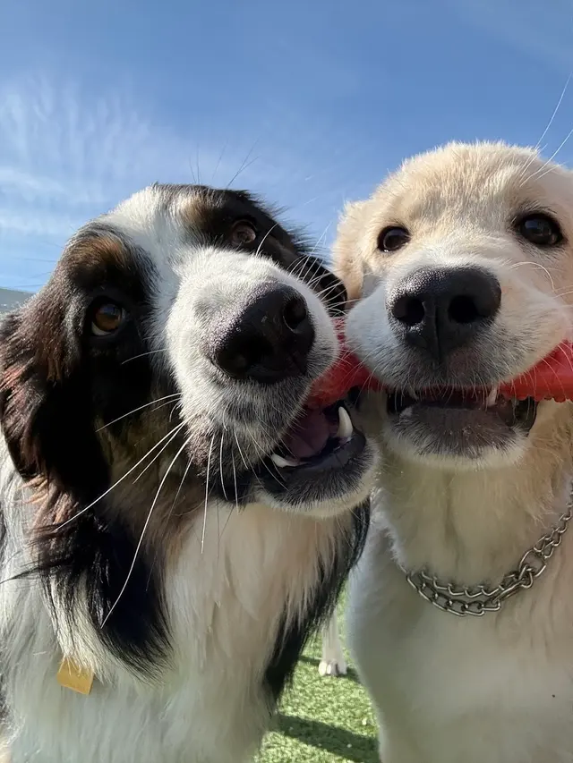 The Pets' Home — photo from the business 9