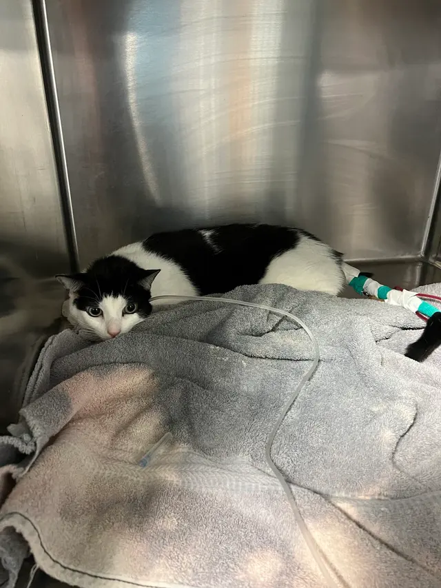 CareVet of Brookville — customer photo 10