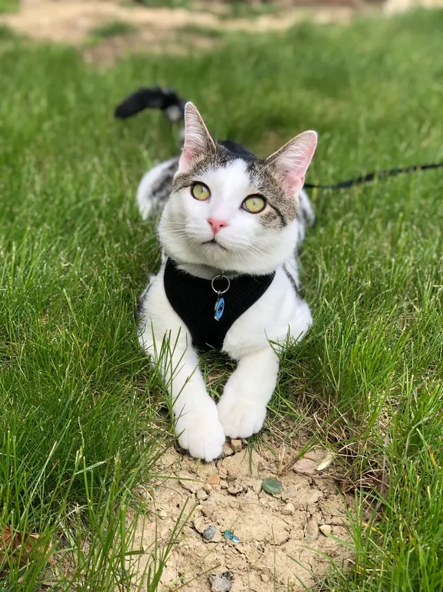 CareVet of Brookville — customer photo 9
