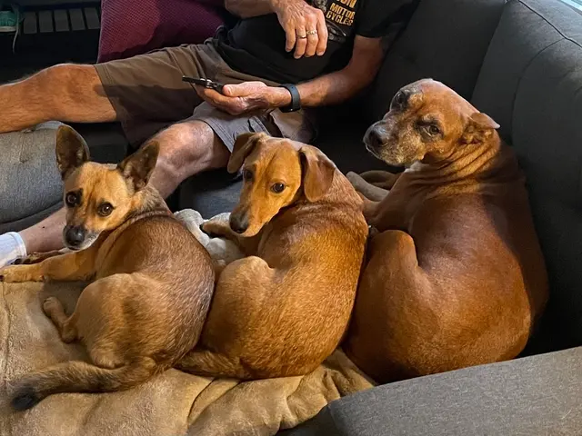 CareVet of Brookville — customer photo 12