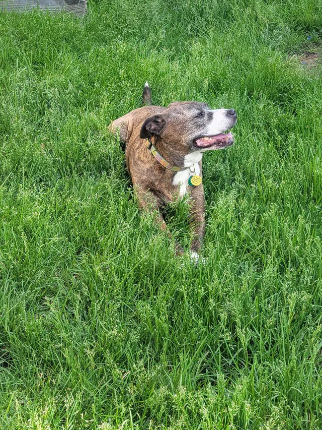 CareVet of Brookville — customer photo 7