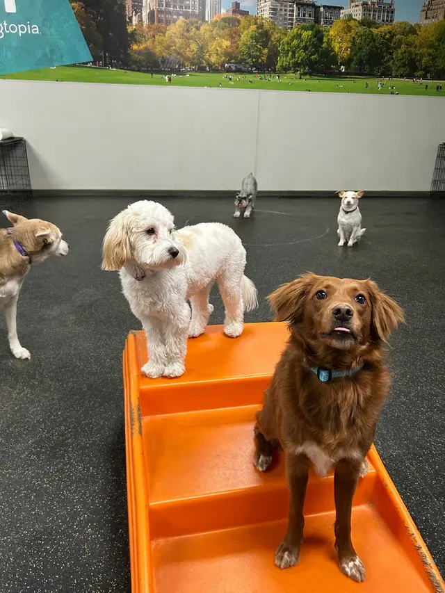 Dogtopia of Downers Grove — photo from the business 4