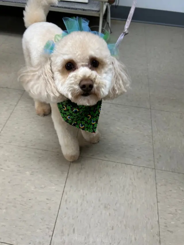Dogtopia of Downers Grove — photo from the business 9