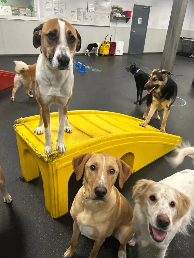 Dogtopia of Downers Grove — photo from the business 11
