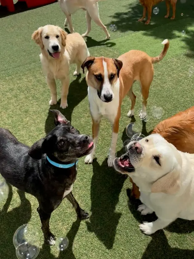 Dogtopia of Downers Grove — photo from the business 7
