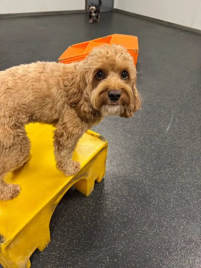 Dogtopia of Downers Grove — photo from the business 12
