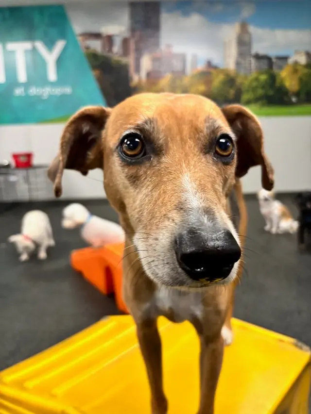 Dogtopia of Downers Grove — photo from the business 2