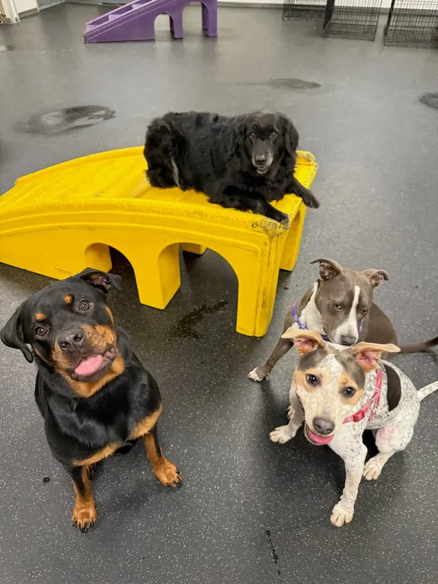 Dogtopia of Downers Grove — photo from the business 10