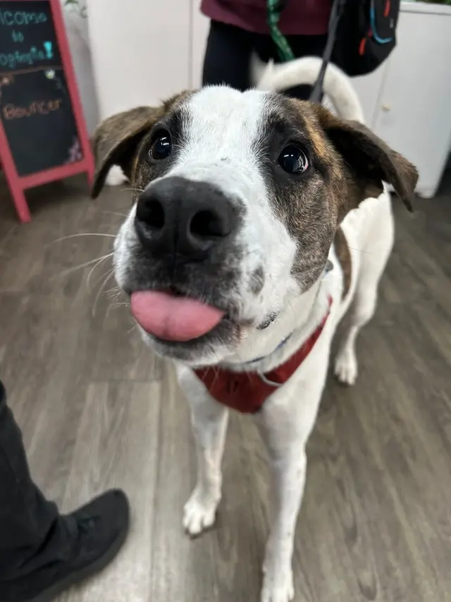 Dogtopia of Downers Grove — photo from the business 6