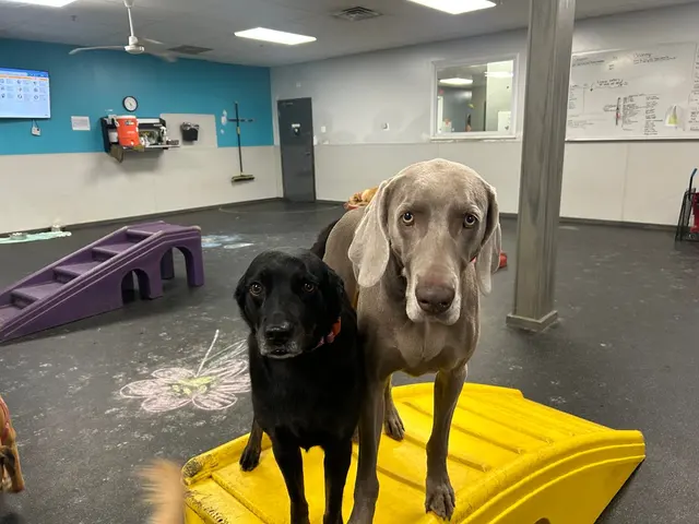 Dogtopia of Downers Grove — photo from the business 8