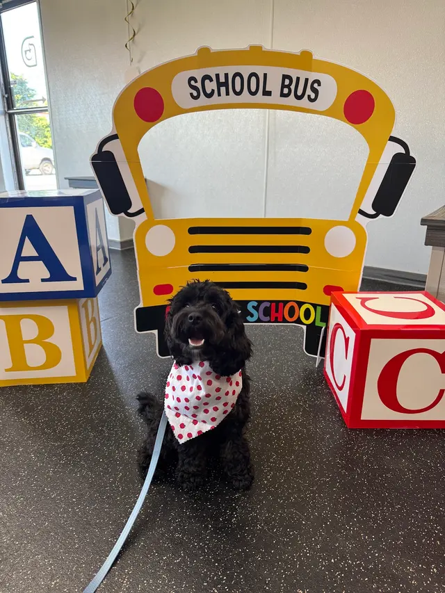 Customer photo of work by Dogtopia of Downers Grove, from Lindsay Auble's review