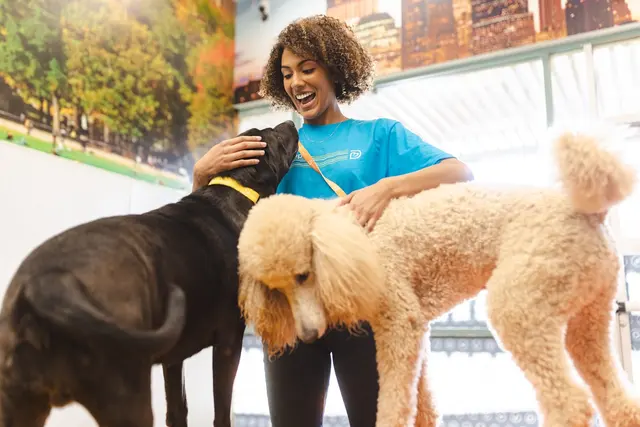 Dogtopia of Downers Grove — photo from the business 1