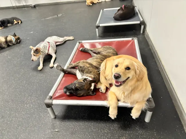 Dogtopia of Downers Grove — photo from the business 3