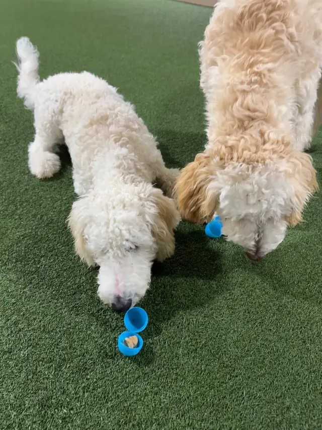 Club K9 at the Ranch — customer photo 7