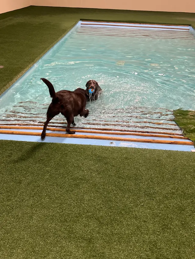 Club K9 at the Ranch — customer photo 9