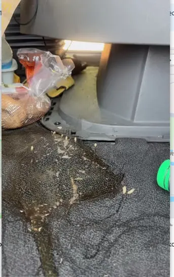Customer photo of work by Davis Carpet Cleaning Plus, from Moondog Freight INC's review
