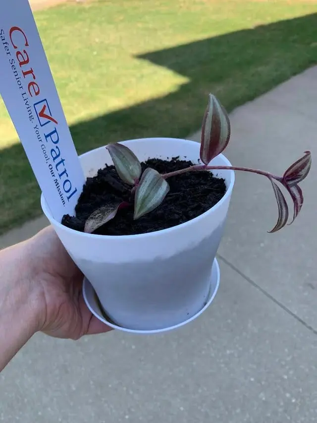 CarePatrol of Northwest Arkansas — photo from the business 2