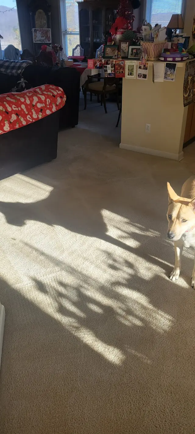 Sunshine Cleaning — customer photo 12