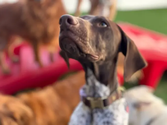 Camp Bow Wow Hutto — photo from the business 1
