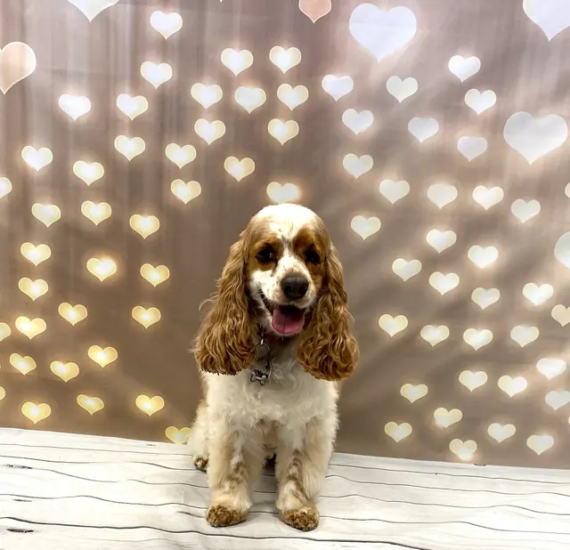 Camp Bow Wow Hutto — photo from the business 7